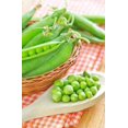 thumbnail image 4 of GSDWIUEW Green Arrow English Pea Seeds for Planting, 25 Gram Packet-100+ All Heirloom Seeds-Plant in Spring or Late Summer for Fall Harvest, 4 of 8