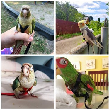 Pet Leash Nylon Flying Animal Harness Outdoor Pet Flying Leash Nylon Yard Walking Strap Training Adjustable Carrying Wearable Supply with Hook XS
