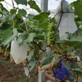thumbnail image 4 of 50 Pcs Fruit Plants Flowers Seeds Protection Netting Bags Prevent Birds Bugs, 4 of 5