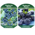 thumbnail image 1 of Bulbs are Easy Fruit Plant - Blueberry Assortment, 1 of 4