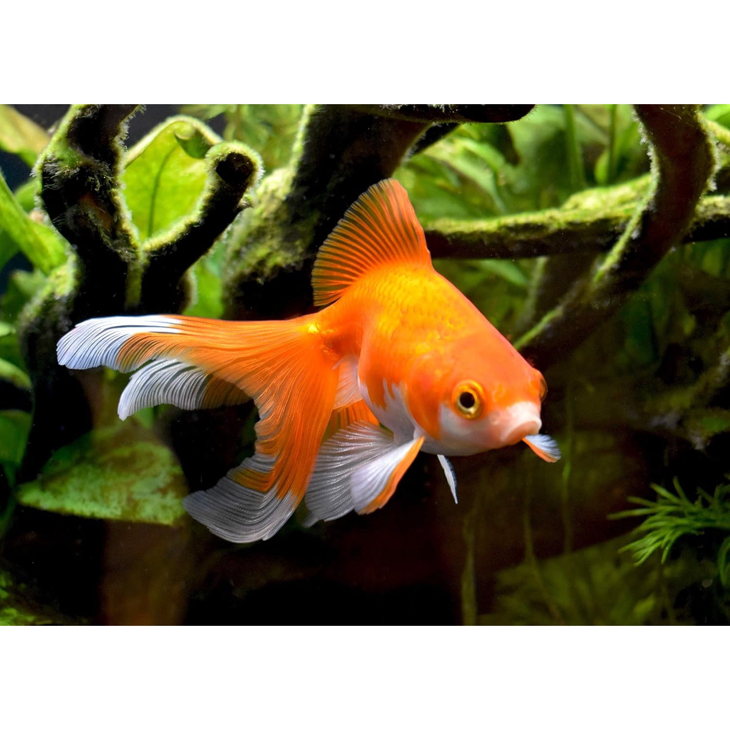 Seachem Liquid Amguard Aquarium  Ammonia Remover Treatment, 500mL for Fish Tanks