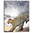 thumbnail image 2 of Leopard on Tree under Cloudy Sky - African Wall Art Print, 2 of 3