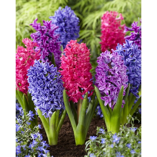 TASC Hyacinth ‘Orientalis’ Blue, Purple & Red Flower Bulbs with dense, upright clusters of bell-shaped flowers in blue, purple, and red shades, growing from green leaves in soil, surrounded by small blue flowers and garden foliage, suitable for garden beds and containers.