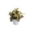 thumbnail image 1 of Lerman Decor's Artificial plant, 1 of 2