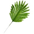 thumbnail image 1 of 20PCS Artificial Leaf Lifelike Decorative Artificial Plant Fake Leaf for Home, 1 of 8