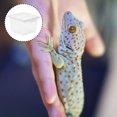 thumbnail image 2 of Boîte pour Reptiles 12 Pcs, Contenant d'Alimentation pour Animal Grimpant, Boîte d'Élevage Transparente, 2 of 7