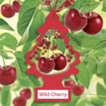 thumbnail image 3 of LITTLE TREES air freshener Wild Cherry 3-Pack, 3 of 11