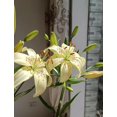 thumbnail image 2 of GSDWIUEW 3 Packs Tiger Lily Bulbs for Planting, Asian Lilium Plants Perennials Flower Bulbs for Spring and Fall Planting Home Garden Décor Indoor and Outdoor, Easy to Grow (Sweet Surrender), 2 of 5