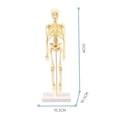 thumbnail image 2 of HAOAN Kids Anatomy Toys Human Body Model  Assembled Human Torso Organ Model for Kids Children Learning Science Anatomy  Ages 6+ (Multi-Type), 2 of 15