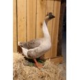 thumbnail image 1 of Garden Animal Statue GOOSE Home Decoration, 1 of 5