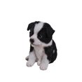 thumbnail image 2 of Décor de Jardin Statue d'Animal Border Collie Puppy, 2 of 5