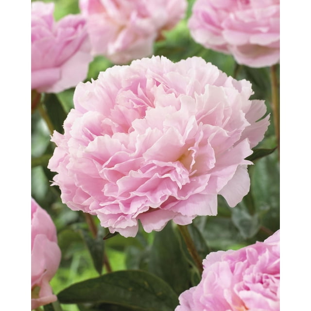 TASC Bulbes de Fleurs - Pivoine Sarah Bernhardt Montrant de Grandes, Rose Doux, Floraison double Parfumée avec Pétales Superposés, Entourée de Feuilles Vertes et de Fleurs Similaires, Idéale pour Plates-Bandes et arrangements Floraux Coupés.