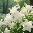 thumbnail image 3 of GSDWIUEW Lily Bulbs-2 or 4 Bulbs per Package Cold-Resistant Perennial Bulbs for Gardens, Easy-Grow. (White,4), 3 of 4