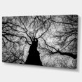 thumbnail image 2 of Photo de Branches d'Hiver - Impression d'Art sur Toile Paysage, 2 of 4