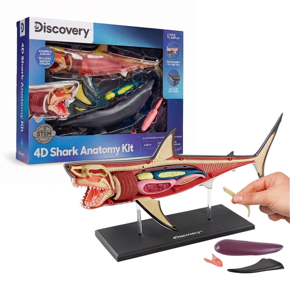 Kit d’anatomie en 4D du grand requin blanc Discovery™