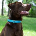 thumbnail image 2 of Country Brook Petz Martingale Dog Collar - Heavy-Duty Training Collar with No Buckle - Service Dog Collar for All Pups - Vibrant, Colorful Collection (Ice Blue, 1 Inch, Extra Large), 2 of 8