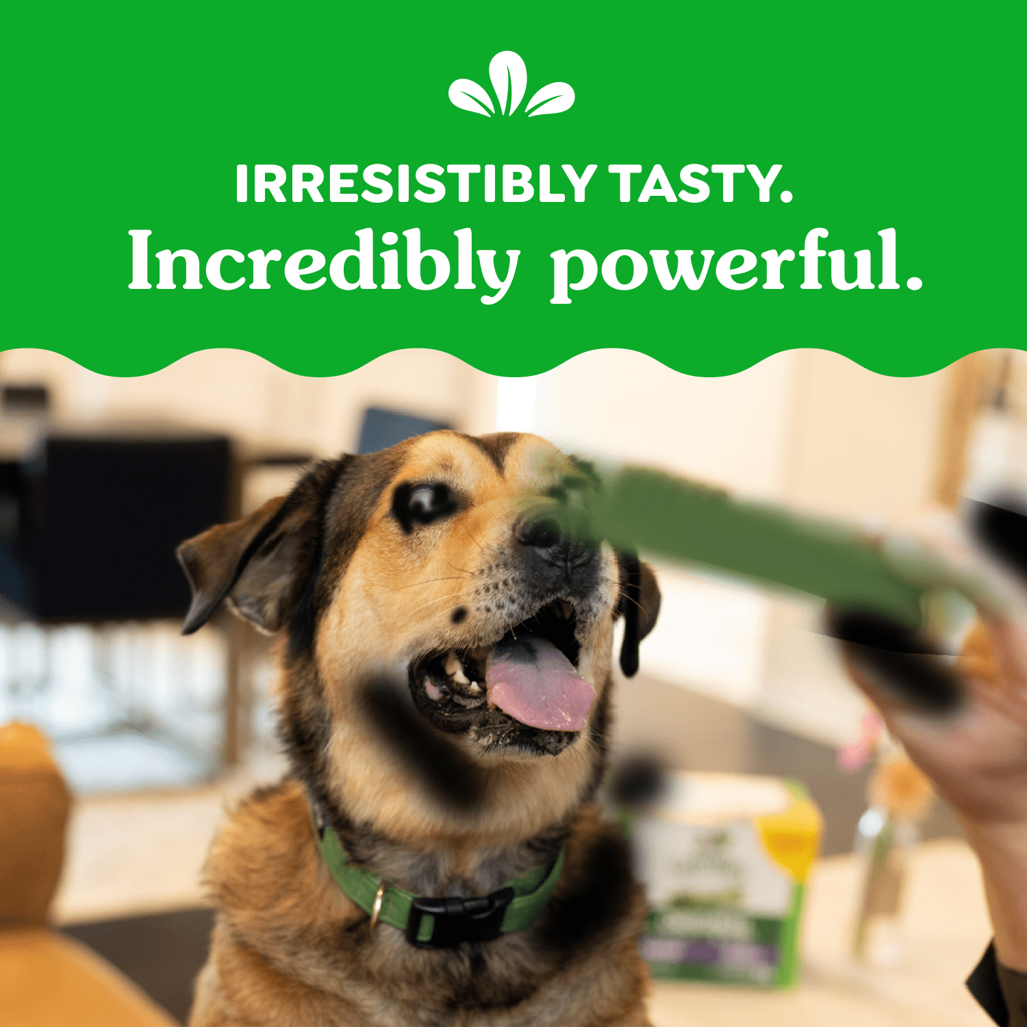 Gâteries dentaires naturelles pour chiens adultes GREENIES Original GRAND format