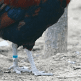 thumbnail image 2 of Chicken Thigh Ring Clip Numbered Leg Band Tags Chickens Ducks Leg Rings Clip Poultry Foot Rings, 2 of 7