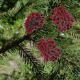 thumbnail image 4 of Christmas Tree Decorations,Artificial Frosted Holly Berries Fake 12 Mm Mini Christmas Fruit Berry Flower Decor Simulated Small Berries Christmas Tree Wreath Patio Table Decorations, 4 of 6
