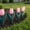 Pink#40567, variant on 6Pcs Plastic Garden Edging Fence Interlocking Flower Bed Border for Yard Walkways and Landscaping, 11.42 x 5.91 in Decorative Fencing Panels