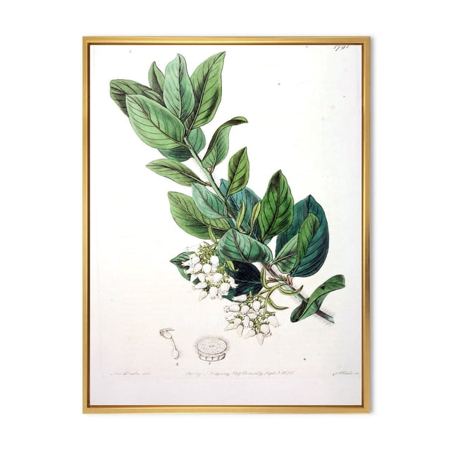 Designart Vintage Botanicals XX Cadre Flottant ART Mural Représentant une illustration Botanique Traditionnelle d'Une Branche Feuillue Verte avec des Grappes de Petites Fleurs Blanches, Imprimée sur Toile de Coton de Qualité Supérieure avec Bords Enveloppés Style Galerie et Tendue sur un sous-Cadre en Bois de 1 Po dans un Cadre Flottant en Bois Clair, Prête à Accrocher et Idéale pour Ajouter un Charme Botanique Classique à la Déco de la Maison.