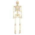 thumbnail image 2 of 5ft Light Up Poseable Skeleton Decoration, Halloween Outdoor Decor, by Way To Celebrate, 2 of 4