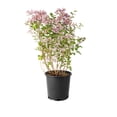thumbnail image 1 of Lilas de Corée nain 2 Gal, 1 of 6