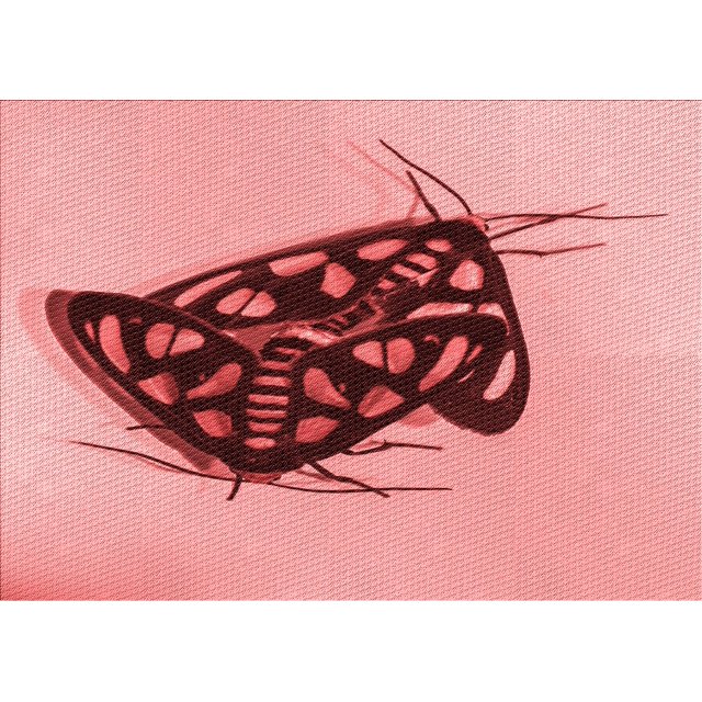 Ahgly Company Tapis d'Intérieur Rectangulaire Transitionnel Lavable à la Machine, Rouge Pamplemousse, 2 Pieds x 3 Pieds