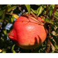thumbnail image 2 of 25 POMEGRANATE TREE Punica Granatum Red Fruit Seeds, 2 of 5