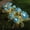 bleu, variante sur Décor pour la Maison, Lanterne Solaire de Pivoines d'Extérieur à 7 Têtes avec Fleurs Simulées LED, Lumières Étanches pour Décoration de Jardin dans les Allées, Cours et Terrasses, Cadeaux pour Femmes