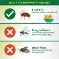 thumbnail image 2 of RESCUE Fruit Fly Traps 2PK, 2 of 6