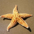 thumbnail image 2 of 2Pcs Dried Starfish Sea Star Beach Craft Wedding Party Home Decoration, 2 of 8