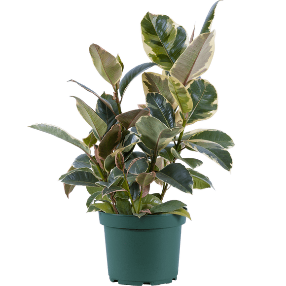 Ficus Elastica Tineke | Rubber Tree (L) Live Plants in 8" growers pot