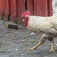 thumbnail image 4 of HEANUJJ Durable Green Chicken Wire Mesh for Garden Netting and Floral Arrangement Use, 4 of 6