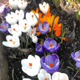 thumbnail image 4 of GSDWIUEW 10pcs Mixed Color Crocus Bulbs-Spring Blooming Fall Planting Bulbs, Assorted Colors Dutch Crocus Corms for Gardens, Containers & Naturalizing Easy to Plant Perennial Flower Bulbs (10), 4 of 5