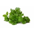 thumbnail image 2 of Seeds are Easy-Cilantro Herb, 2 of 2