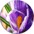 thumbnail image 1 of Design Art Blooming Crocus Flower' Ultra Glossy Floral Metal Circle Wall Art, 1 of 1