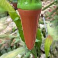 thumbnail image 3 of Automatic Water Dripper Cactus Self Watering Terracotta 4PCS Reusable Watering Stakes for Indoor Outdoor Care System, 3 of 8