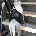 thumbnail image 3 of Canine Dog Sling Carrier Support Back Legs Hip Knee Hock Joint Harness to Help Lift Dogs Rear Aid, 3 of 6