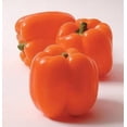 thumbnail image 1 of 50 Graines de Poivron ORANGE Sun Doux Capsicum Légumes, 1 of 5