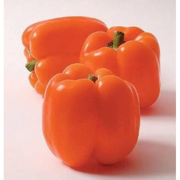 50 ORANGE Sun BELL PEPPER Sweet Capsicum Vegetable Seeds