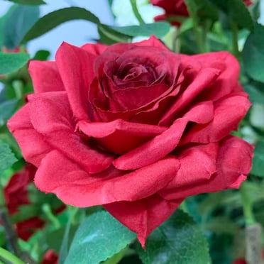 Arbre de Roses Rouges Artificielles de 1,5 m – Fleurs en Soie Réalistes, Feuillage Vert Réaliste, Tronc en Plastique Robuste – Plante Artificielle Sans Entretien pour la Maison, le Bureau, l'Entrée Ou l'Extérieur Couvert