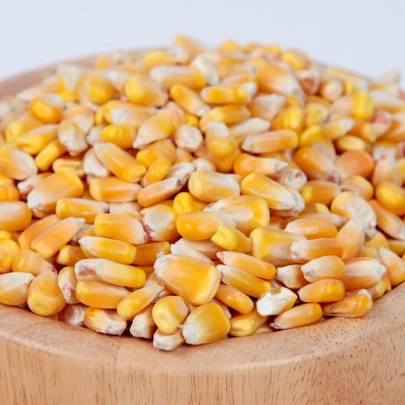 Corn Kernels Yellow