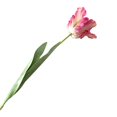 thumbnail image 1 of 1Pc Artificial Flower 68cm 3D Parrot Tulip Real Touch Fake Flower Decor for Home White, 1 of 6