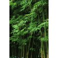 thumbnail image 1 of GSDWIUEW 300+ Giant Green Bamboo Seeds for Planting-Fast Growing Privacy Screen,Winter Hardy & Eco-Friendly, 1 of 5