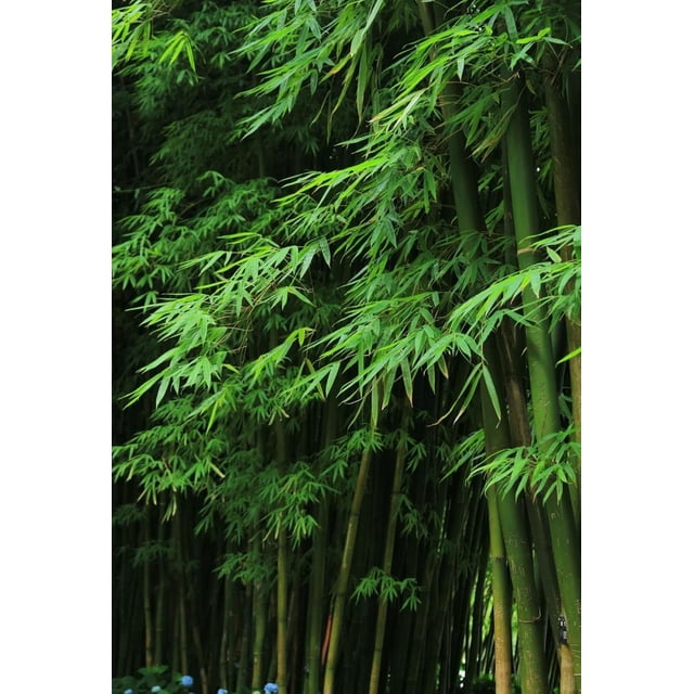 GSDWIUEW 300+ Giant Green Bamboo Seeds for Planting-Fast Growing Privacy Screen,Winter Hardy & Eco-Friendly
