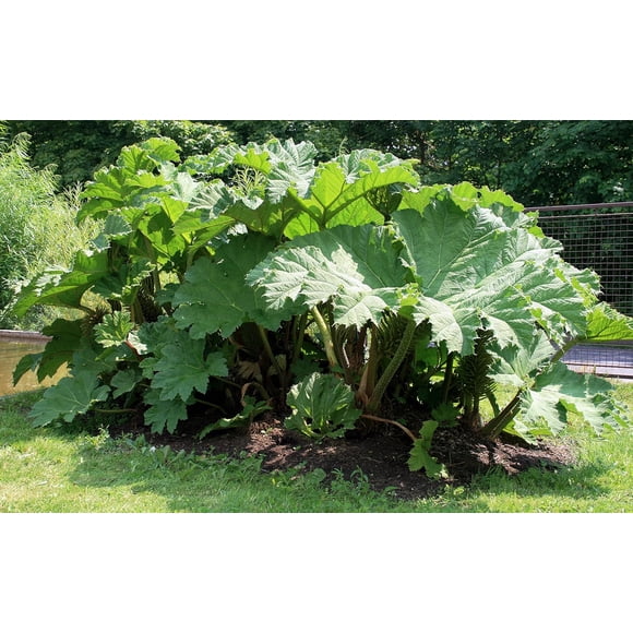 GSDWIUEW Gunnera Tinctoria * Giant-Rhubarb * Huge Leaves * Ornamental Plant * 10 Seeds