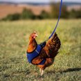 thumbnail image 3 of Chicken Leash Pet Chicken Leash Pet Leash, 3 of 4