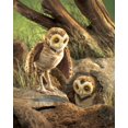 thumbnail image 3 of Hand Puppet - Folkmanis - Owl Burrowing New Animals Soft Doll Plush Toys 2578, 3 of 3