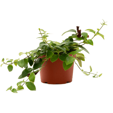 Rouge à Lèvres Mira (m) Plantes Vivantes dans un pot de Culture de 6 Po